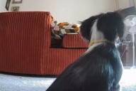 Owner Leaves Dog Alone for '1 Hour,' Can't Believe What She Sees on Camera