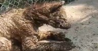 ¡Indignación! Captan a osezna en deplorables condiciones en zoológico de Nuevo León; PROFEPA investiga