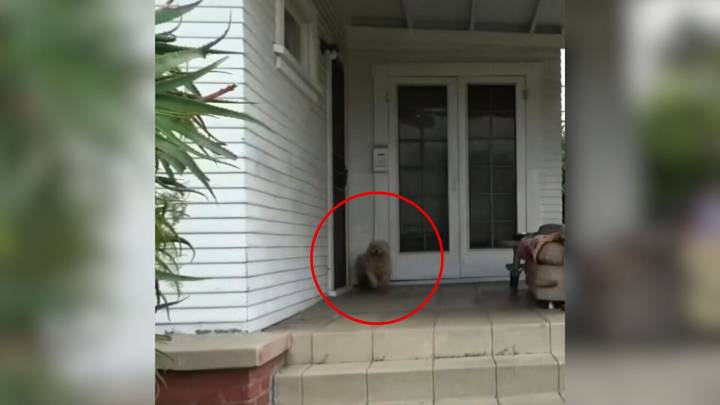 California Dog Shows Up On Stranger’s Porch Begging For Help, Then Everything Changes