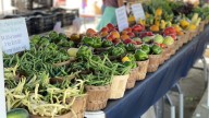 12 Things To Watch Out For When Buying Food At A Farmers Market