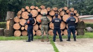 Recuperan Más de 130 Piezas de Madera Obtenida de Manera Ilegal en Puebla