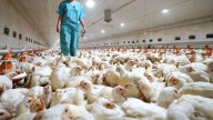 La gripe aviar se dispara en España: ¿Cuántos brotes existen y qué riesgo hay de contagio a humanos?
