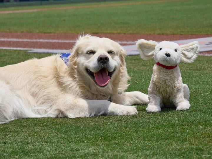 Barkansas Dizzys named finalist for MiLB’s ‘Best New Alternate Identity’