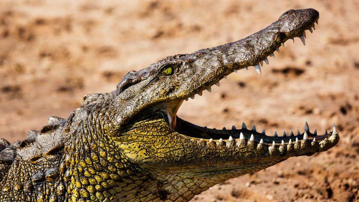 Así capturaron al cocodrilo más grande del mundo: 100 personas arrastrando una tonelada hasta la orilla