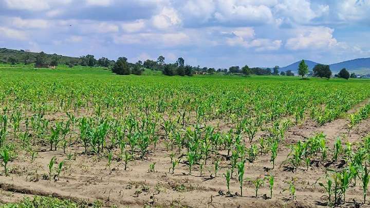Cebaderos de Hidalgo venderán 8 mil toneladas más de lo esperado