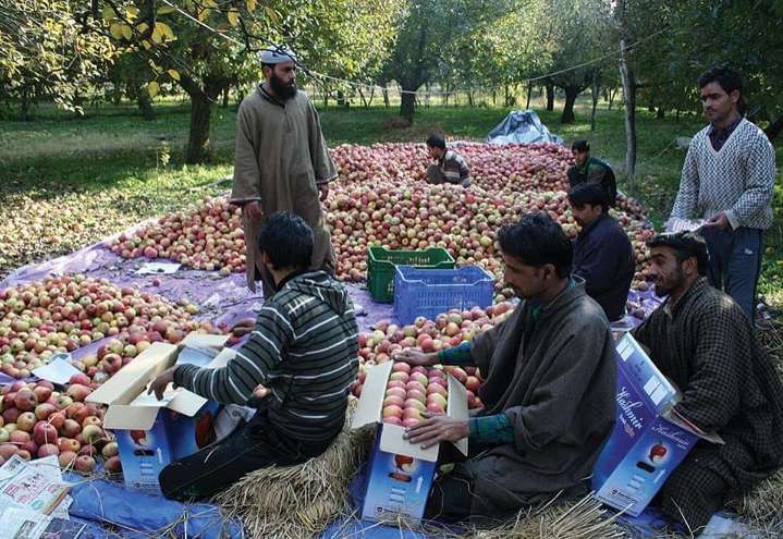 Apples aren’t Just Wasted; this is an Existential Threat to Kashmir’s Horticulture Industry