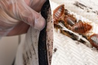 NYC beating bed bug problem, new infestation stats reveal — here are the worst US offenders
