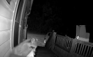 Raccoon Pulls Off Surprising Porch Heist In Upstate New York