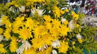 Flor amarilla movió ventas en expoferia