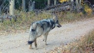 CPW shoots Copper Creek wolf depredating in Rio Blanco County, but no carcass found