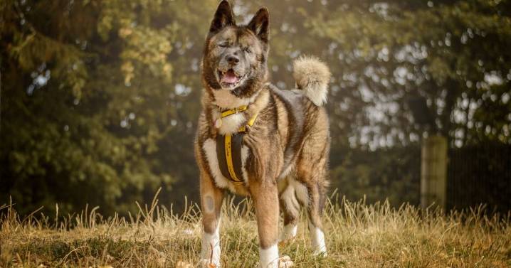 Meet the unlucky Warwickshire stray dog with 'so much love to give' searching for her forever home