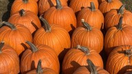 ‘There’s something strange in the pumpkin fields.’ Drought & heat frightening farmers
