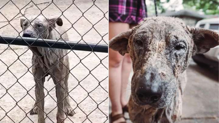 Texas Rescuers Were Speechless When They Learned About This Dog’s Long 6