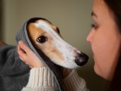 El antiparasitario para perros sin receta más efectivo, el más vendido en Amazon