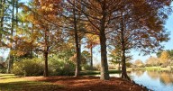 When will leaves start to change in Louisiana? See timeline, best places to see fall colors.