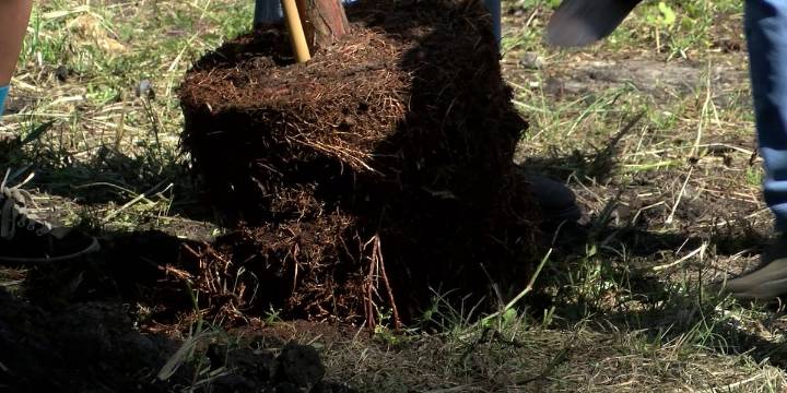 Free trees, shrubs offered in Cape Girardeau through CommuniTree program