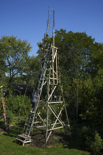 The world's tallest sunflower blooms in an Indiana backyard as a tribute to Ukraine