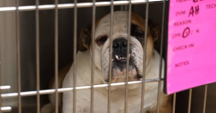 City of Billings struggling to find a solution to house stray animals after shelter closure