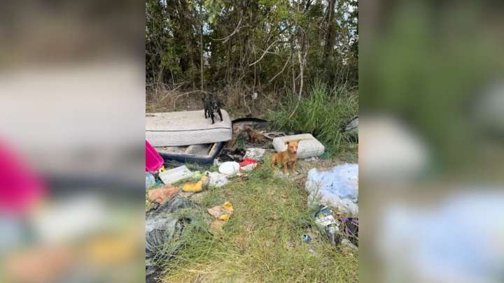 Texas Rescuers Went Out For A Routine Call, Then Discovered Something Incredible