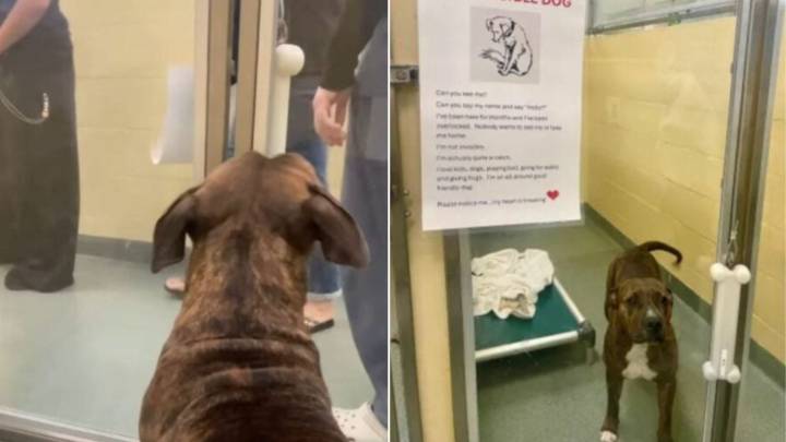 Florida Shelter Pup Felt Invisible Until A Note Made Her Voice Impossible To Ignore