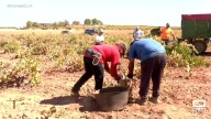 La familia Rodríguez Fernández de vendimia, un tradición que pasa de generación en generación