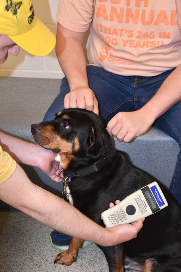 Lost Pets Nonprofit Offers Free Tips, Services