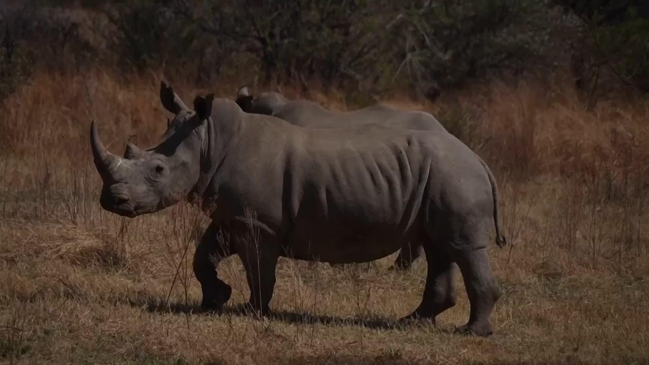 'We're the last thin green line between the extinction of rhinos,' says ranger ahead of World Rhino Day