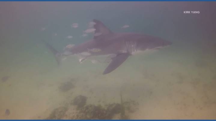 WATCH: Diver's close encounter with shark during trip in Nova Scotia