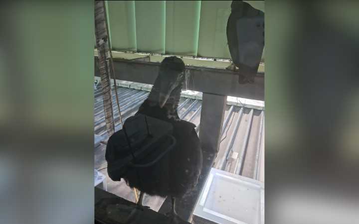 Panic As Vultures Appear At Window Of Surgery: 'Waiting For Him To Die'