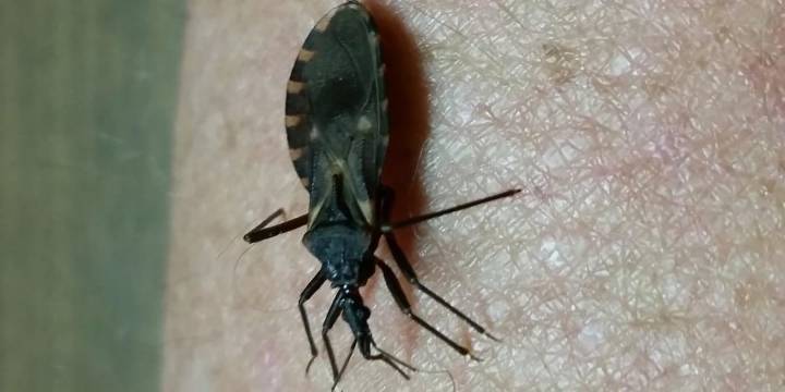 Kissing Bugs in Virginia: Experts warn about rare but serious Chagas Disease risk