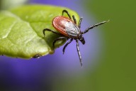 Tick season is becoming a year-round threat in Iowa
