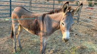 Donkey recovering after latest arrow attack on wild burros in California