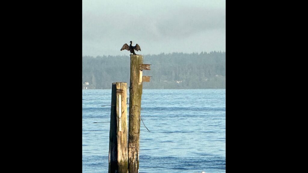 Wildfire smoke alert issued Wednesday for Puget Sound region