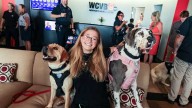 Plymouth County's comfort dogs pay WCVB newsroom a visit