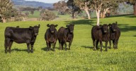 Prime NSW 2891 acres of farmland for sale on Central Tablelands