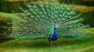 Florida man killed and ate his pet peacocks, authorities say