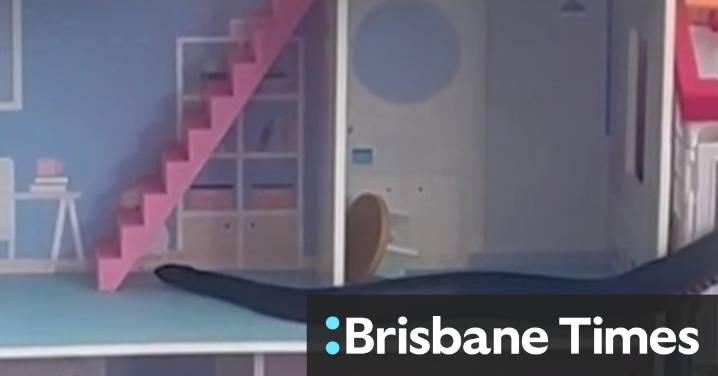 Giant red-bellied snake found in Sydney home