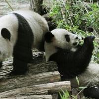 French zoo returns poorly panda and partner to China