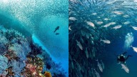 Cabo Pulmo: salvados por el turismo