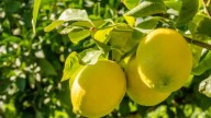 Cáscara de limón y bicarbonato de sodio: así puede usar esta mezcla para limpiar su hogar