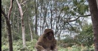 I visited wildlife park where you can get close to monkeys just 1 hour from Leicestershire