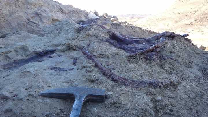 Hallaron un nuevo dinosaurio carnívoro que estuvo entre los últimos en extinguirse