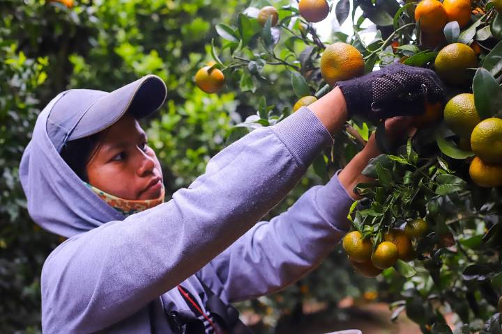 Naranjas chilenas llegan a México: nuevo destino para la fruta nacional