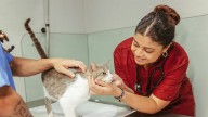 Maharashtra Govt Plans Veterinary Hospitals In All 29 Municipal Corporations