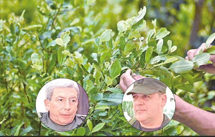 350.000 hectáreas de hoja de coca, sembradas en Colombia
