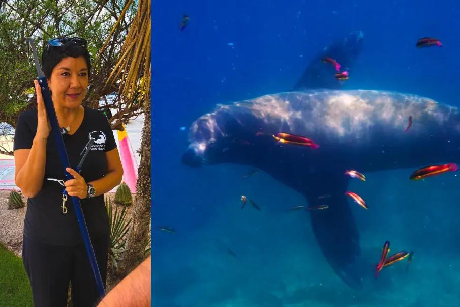 Iniciativa legislativa busca blindar rescates de lobos marinos en México
