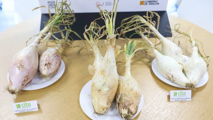 El Cebollón de Torres de Alcanadre, un tesoro del patrimonio alimentario del Alto Aragón