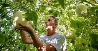Local gardeners bring community together by sharing surp goods