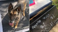 Florida Man Thinks His Dog Was Taken By A Kid Until A Message On The Noticeboard Changes Everything