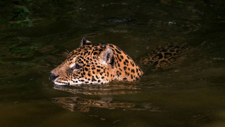 El majestuoso felino americano despliega una habilidad asombrosa que deja sin aliento